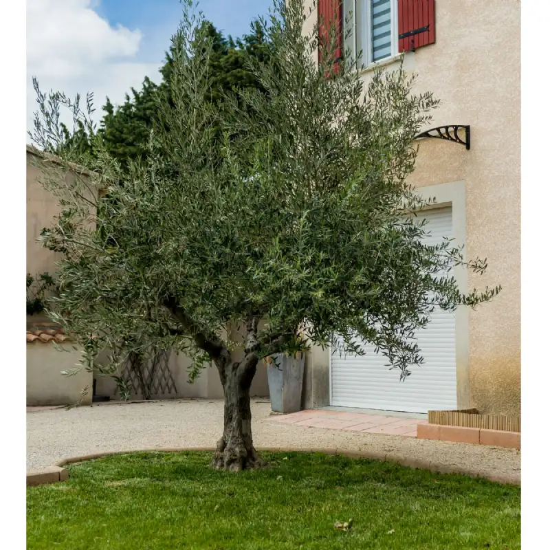 Filet à olives 50g/m² WERKA PRO