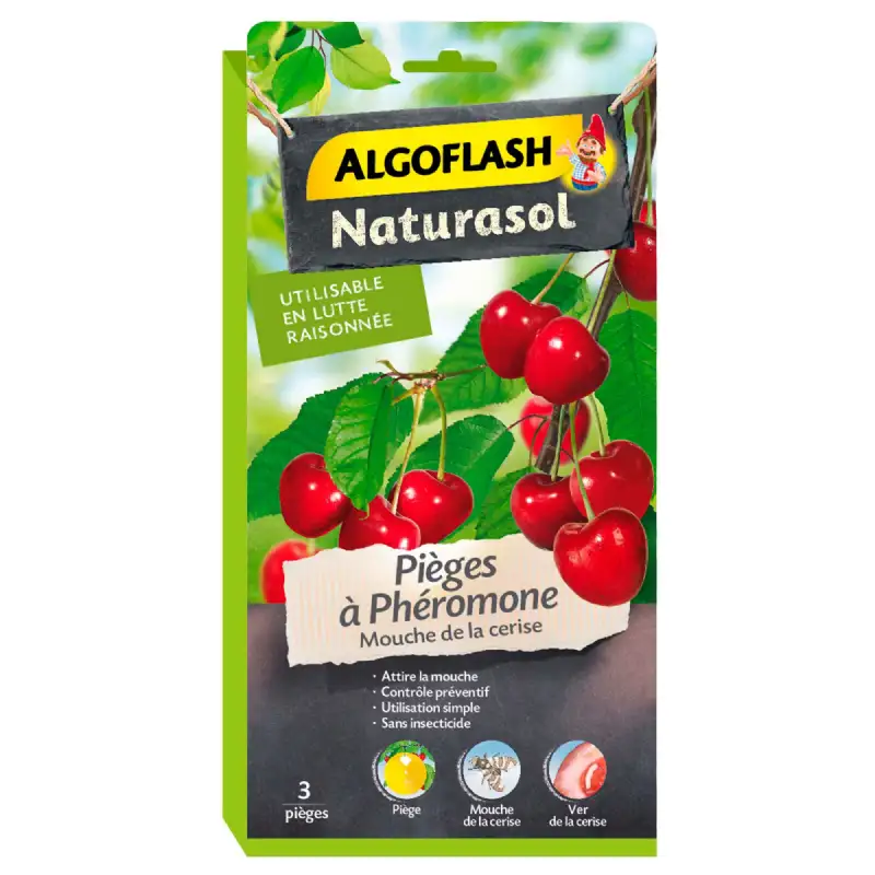 Piège à phéromone mouche de la cerise 3 pcs