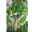 Pince pour fixation des plantes 