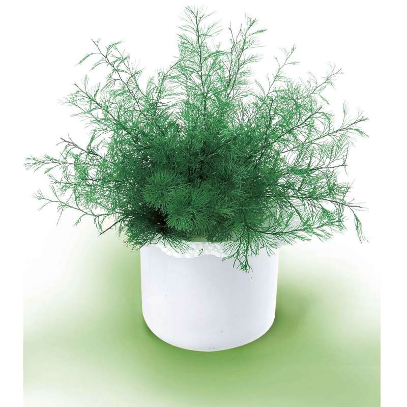 Plante de neptune