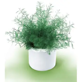 Plante de neptune