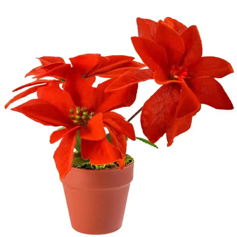 Poinsettia rouge 20cm la rose de noel