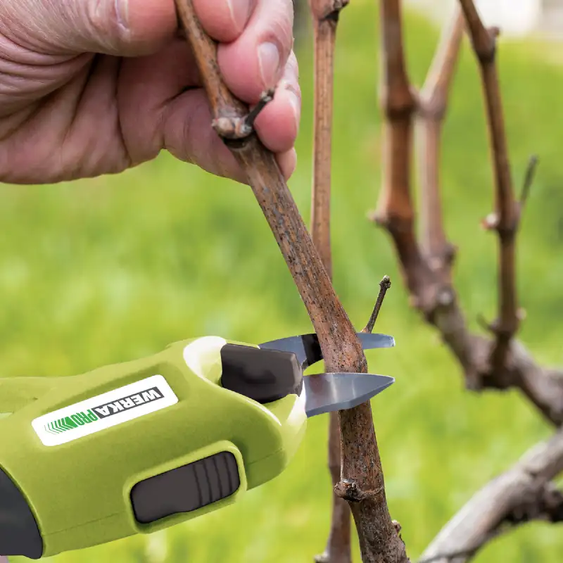 Sécateur électrique WERKA PRO 3,6V